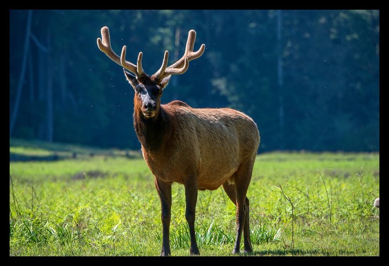Roosevelt Elk III Redwood NP.jpg :: Catalogue No. 1214

Image Size:  24x36 in. on Canvas
