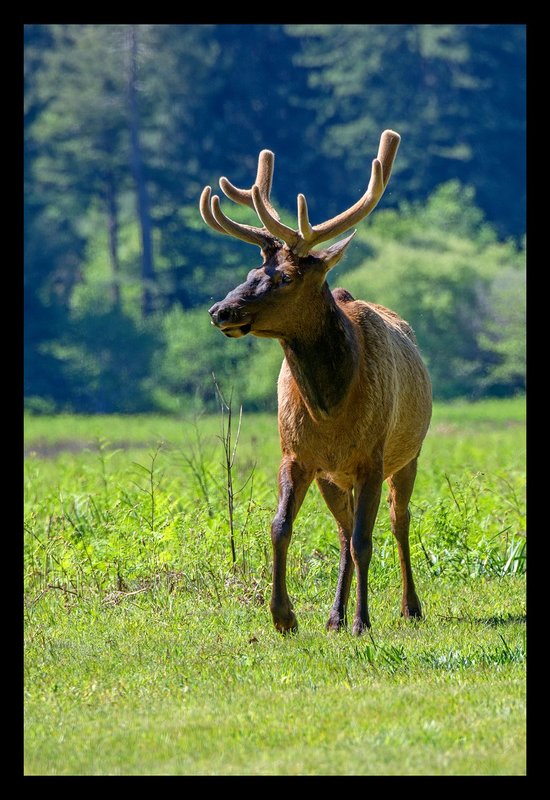 Roosevelt Elk V.jpg :: Catalogue No. 1285

Image Size:   20x30in. on Canvas
