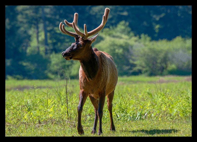 Roosevelt Elk VI.jpg :: Catalogue No. 1286

Image Size:   24x34in. on Canvas
