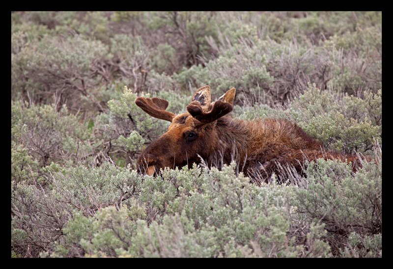 Sage Moose I.jpg :: Catalogue No. 659

Image Size:  13X19 in. on Art Paper
               16X24 in. on Paper or Canvas
               20X30 in. on Canvas