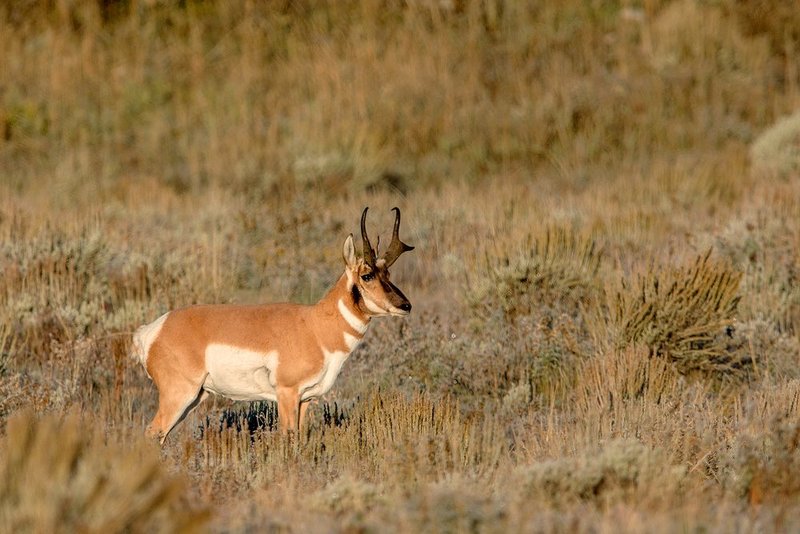 Sagebrush Antelope V.jpg :: Catalogue No. 1156

Image Size:   20X30 in. on Canvas