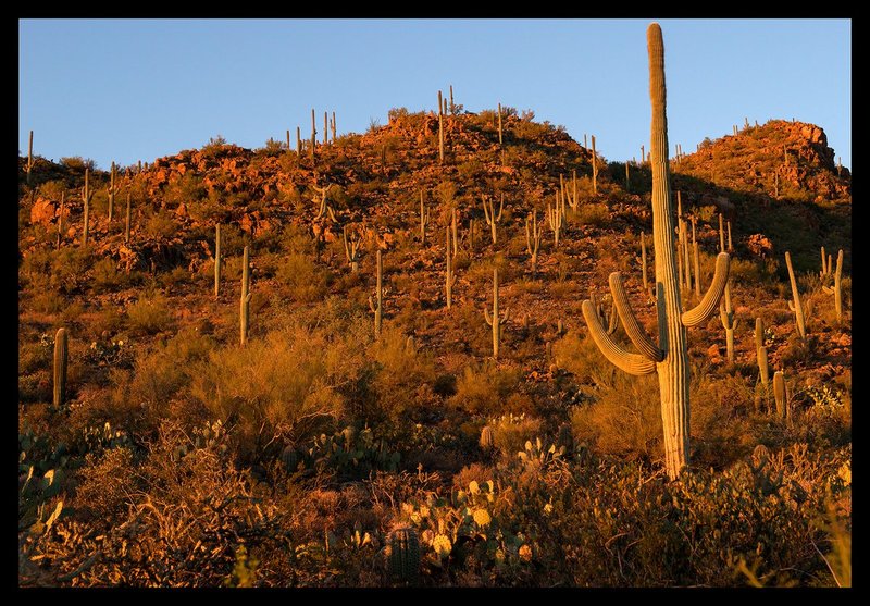 Saguaro Sunrise I.jpg :: Catalogue No. 1374

Image Size: 13X19 on Art Paper
              16X24in. on Paper or Canvas
              24X36in. on Canvas
              30x44in. on Canvas