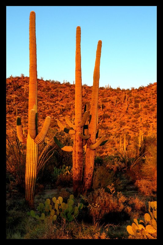 Saguaro Sunset II.jpg :: Catalogue No. 1372

Image Size: 13X19 on Art Paper
              16X25 on Paper or Canvas
              24X37 in. on Canvas