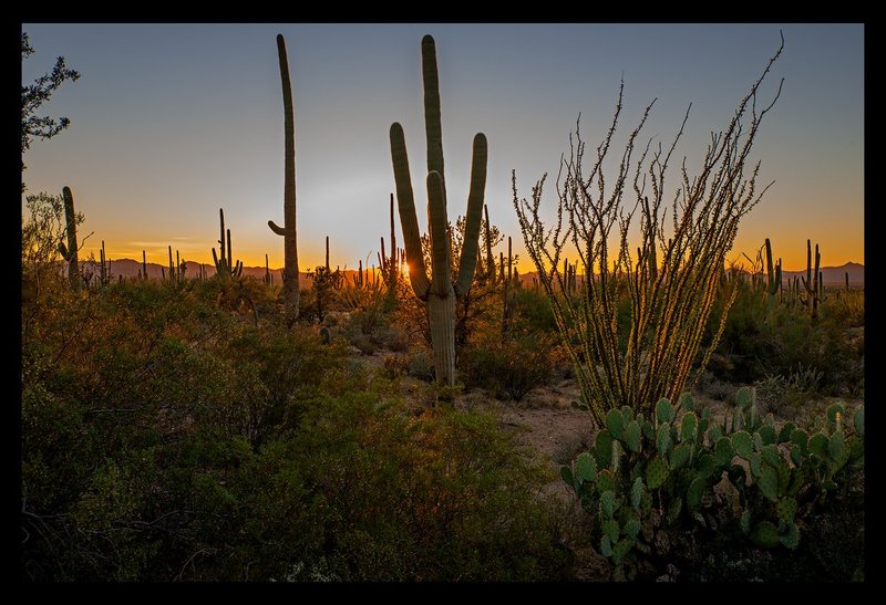 Saguaro Sunset III.jpg :: Catalogue No. 1373

Image Size: 13X19 on Art Paper
              16X24 on Paper or Canvas
              24X36 in. on Canvas