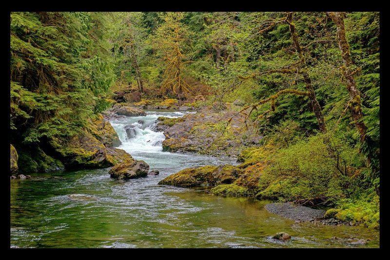 Salmon Cascades  Steelhead I.jpg :: Catalogue No. 1227

Image Size:  20x31 in. on Canvas