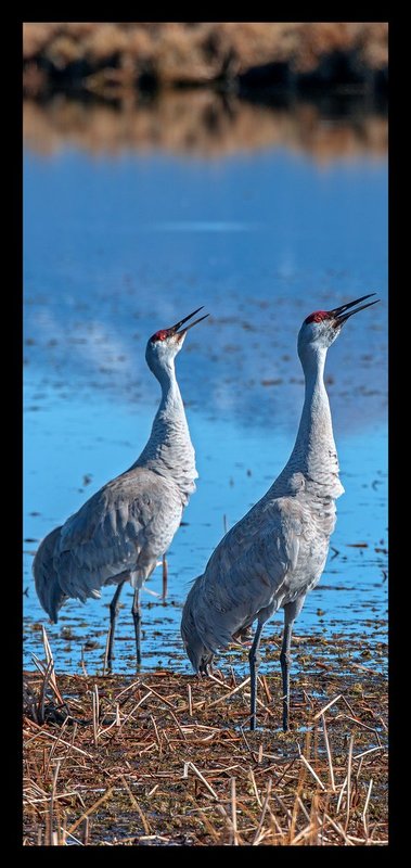 Sandhill Crane Duet I.jpg :: Catalogue No. 1212

Image Size:  16x36in. on Paper or Canvas
              