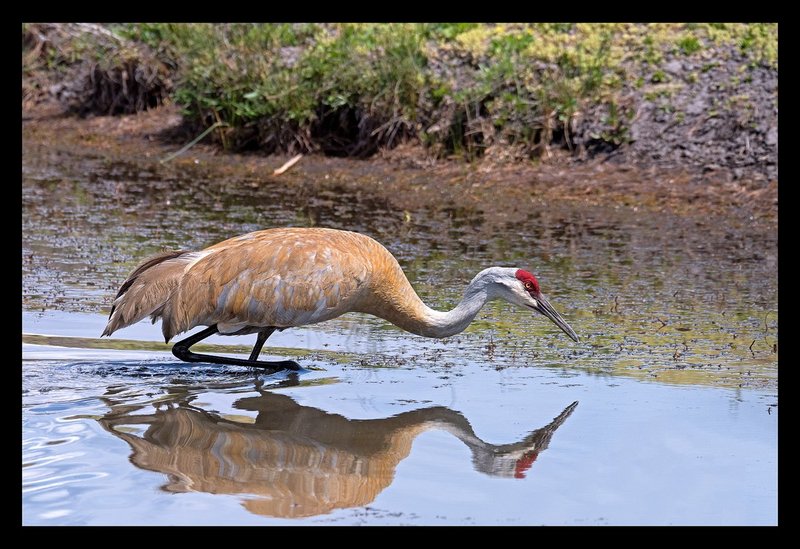 Sandhill Crane Reflection II.jpg :: Catalogue No. 1351

Image Size: 13X19 on Art Paper
              16X25 on Paper or Canvas
              22X33 in. on Canvas
