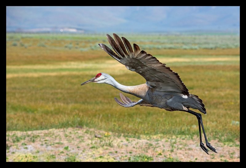 Sandhill Crane Spring V.jpg :: Catalogue No. 1380

Image Size: 13X19 on Art Paper
              16X24 on Paper or Canvas
              24X36 in. on Canvas