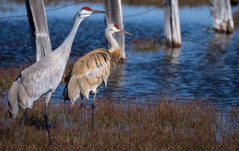 Sandhill Crane Spring VI.jpg :: Catalogue No. 1334

Image Size:  13x19in. on Paper
              16x25in. on Paper or Canvas
              25X40 in. on Canvas

