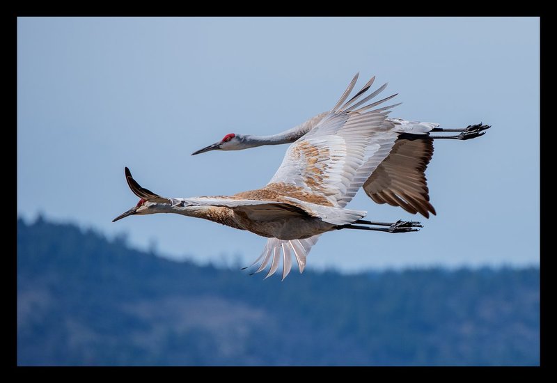 Sandhill Cranes Flying V.jpg :: Catalogue No. 1352

Image Size: 13X19 on Art Paper
              16X24 on Paper or Canvas
              20X30 in. on Canvas