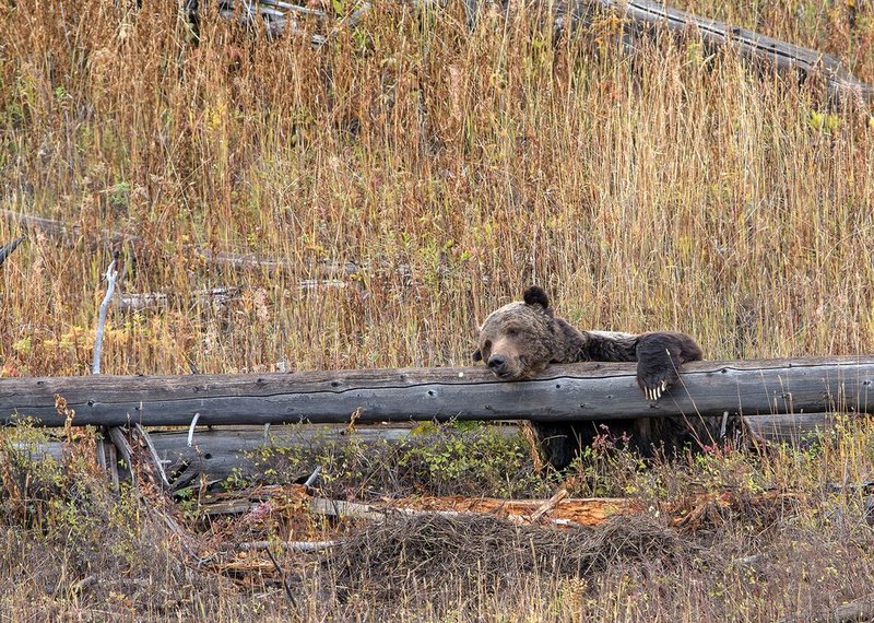 Sleeping Grizzley  II.jpg :: Catalogue No. 1168

Image Size:   20X28 in. on Canvas