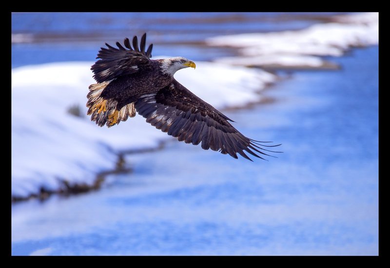 Snow Eagle I.jpg :: Catalogue No. 1332

Image Size:  13x19in. on Paper
              16x24in. on Paper or Canvas
              20X30 in. on Canvas

