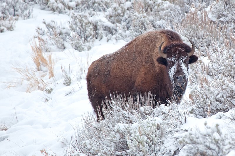 Snow Storm Buffalo II.jpg :: Catalogue No. 380

Image Size: 13X19 on Art Paper
              16X24 on Paper or Canvas
              20X30 in. on Canvas