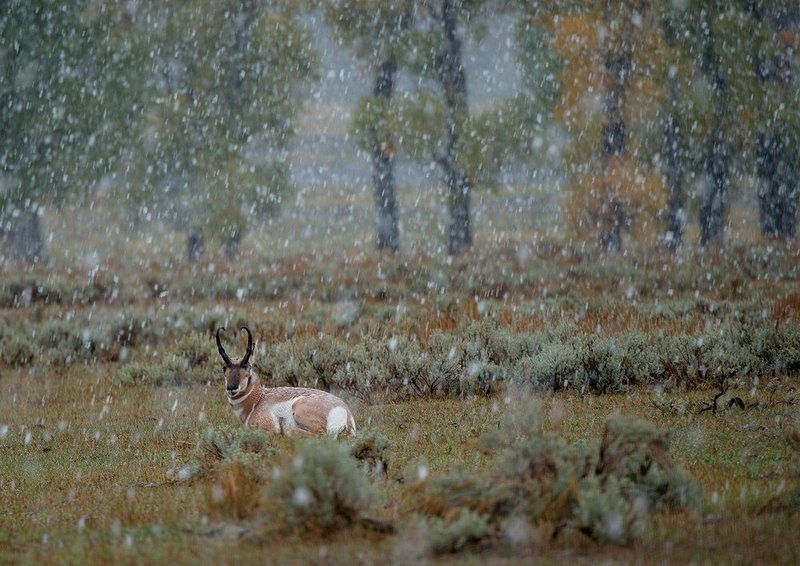 Snowy Antelope I.jpg :: Catalogue No. 1157

Image Size:   22X31 in. on Canvas