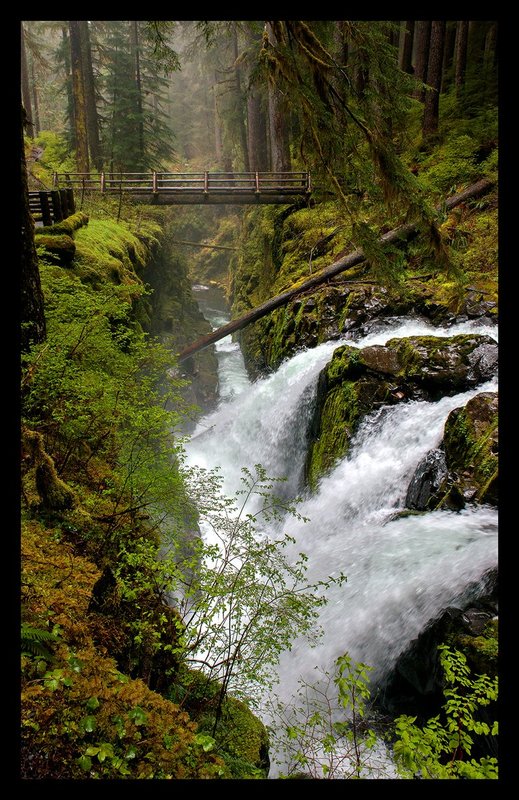 Sol Duc Falls Spring III.jpg :: Catalogue No. 1205
Image Size:   22X35 in. on Canvas
