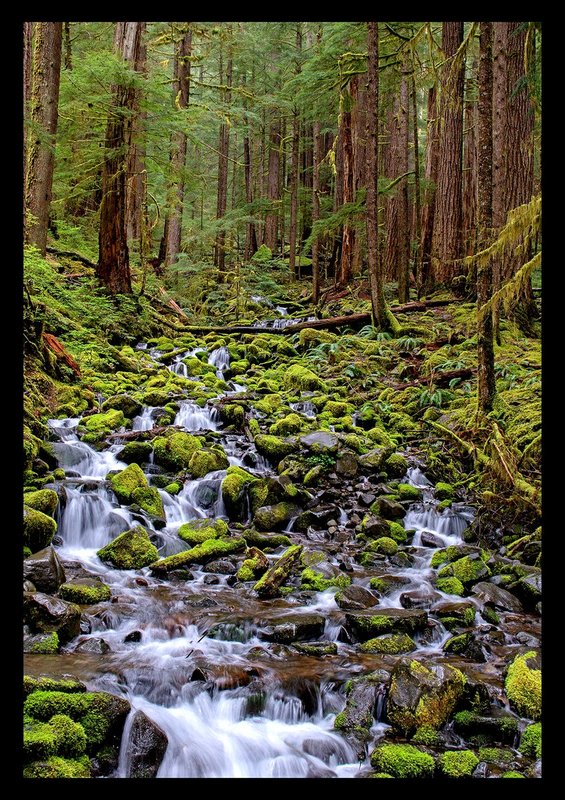 Sol Duc Springs I.jpg :: Catalogue No. 1211

Image Size:   22X32 in. on Canvas
