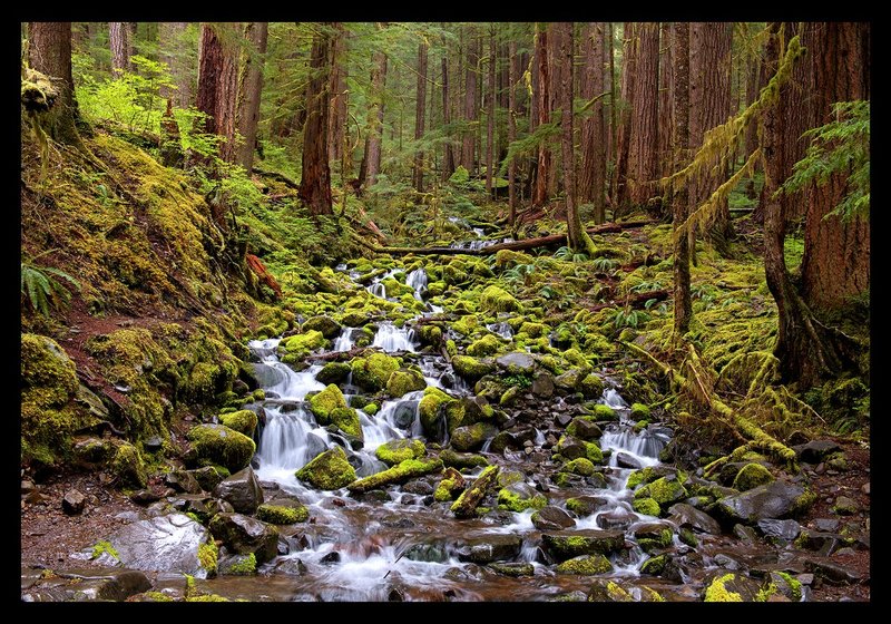 Sol Duc Springs II.jpg :: Catalogue No. 1229

Image Size:  26x38 in. on Canvas