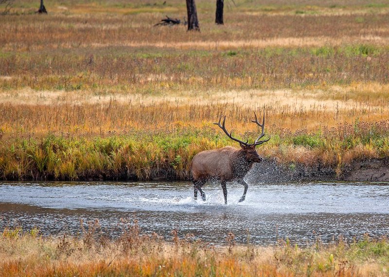 Splashing Bull Elk.jpg :: Catalogue No. 1175

Image Size:   20X28 in. on Canvas