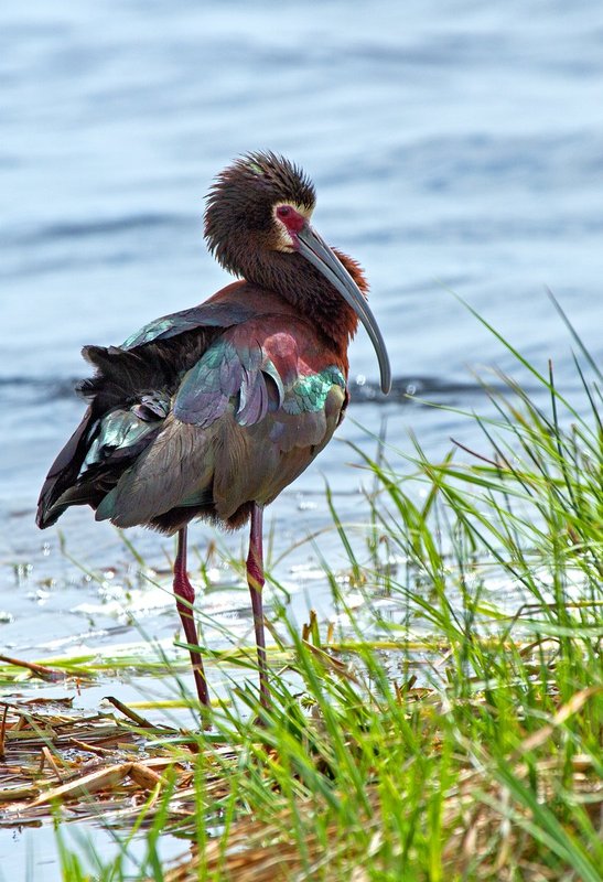 Spring Ibis II.jpg :: Catalogue No. 910

Image Size: 13x19 in. on Art Paper 
             