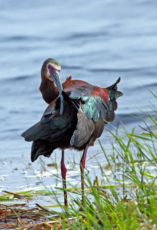 Spring Ibis III.jpg :: Catalogue No. 912

Image Size: 13x19 in. on Art Paper 
             