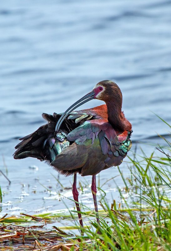 Spring Ibis IV.jpg :: Catalogue No. 916

Image Size: 13x19 in. on Art Paper 
             