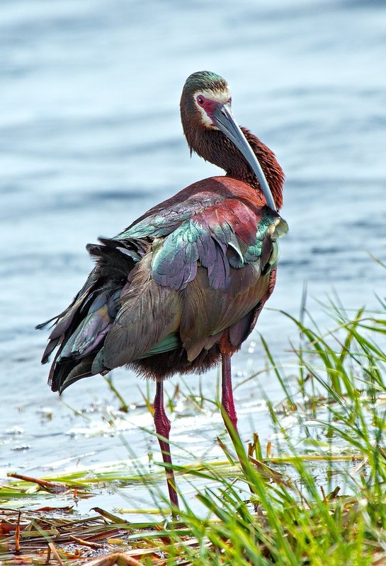 Spring Ibis V.jpg :: Catalogue No. 917

Image Size: 13x19 in. on Art Paper 
             