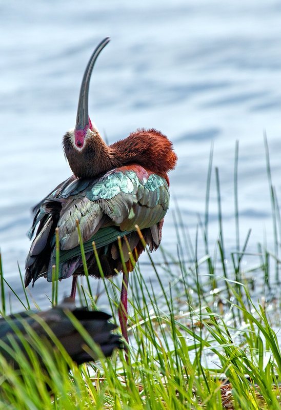 Spring Ibis VI.jpg :: Catalogue No. 918

Image Size: 13x19 in. on Art Paper 
             