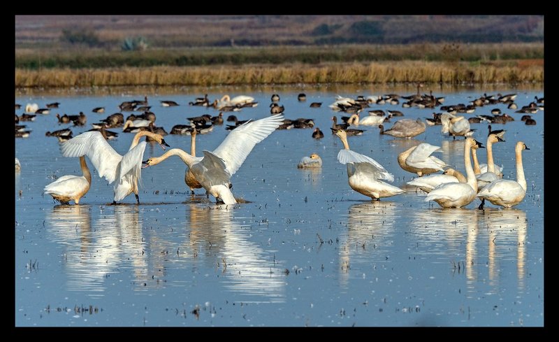 Swan Squabble I.jpg :: Catalogue No. 1282

Image Size: 13X19 on Art Paper
              16X25 on Paper or Canvas
              20X34 in. on Canvas