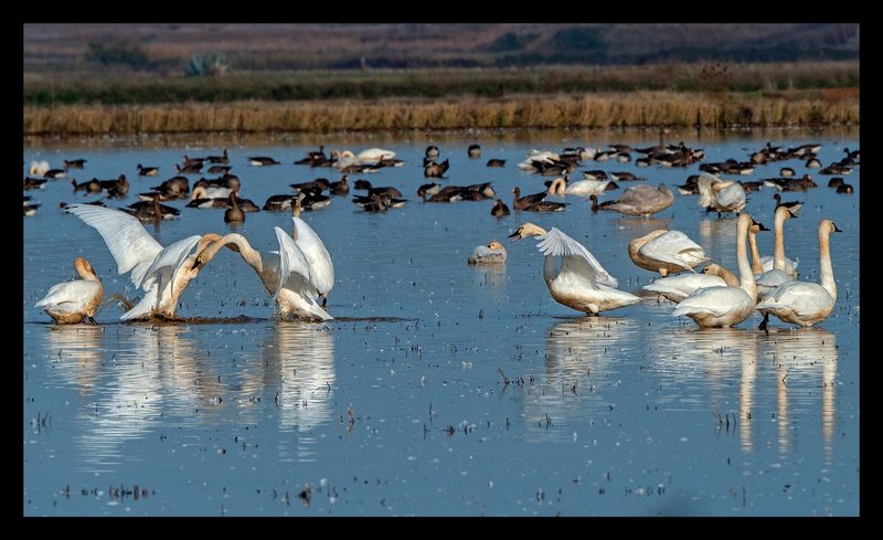 Swan Squabble II.jpg :: Catalogue No. 1283

Image Size: 13X19 on Art Paper
              16X25 on Paper or Canvas
              20X34 in. on Canvas