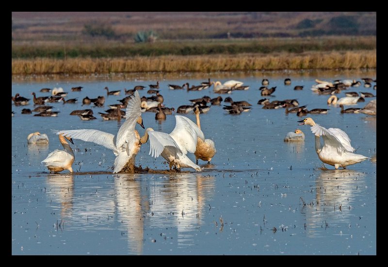 Swan Squabble III.jpg :: Catalogue No. 1284

Image Size: 13X19 on Art Paper
              16X24 on Paper or Canvas
              20X30 in. on Canvas