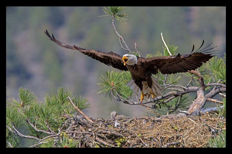 Bald Eagle and Eaglet II 22x34.jpg :: $500