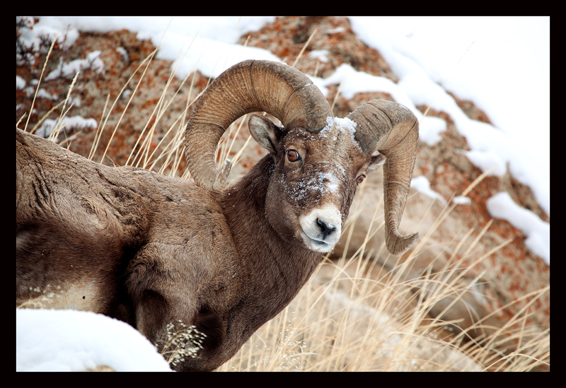 Bighorn Winter I 24X36.jpg :: 500 