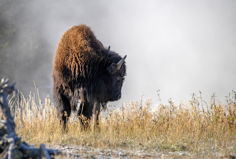 Buffalo Autumn IX.jpg :: Catalogue No. 1862

Size 25x37 on Canvas or Art Paper