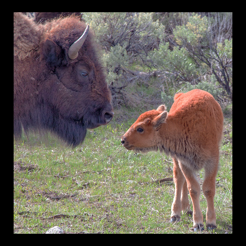 Buffalo Family Portrait III 16x16.jpg :: $275