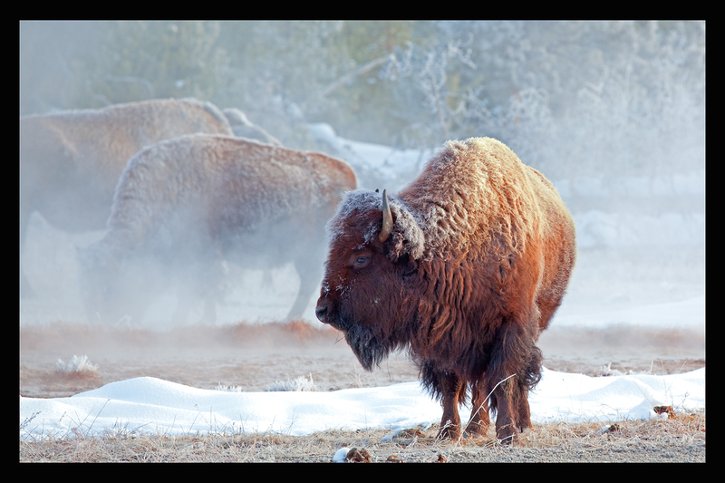 Buffalo Sunrise I  22X34.jpg ::   $600