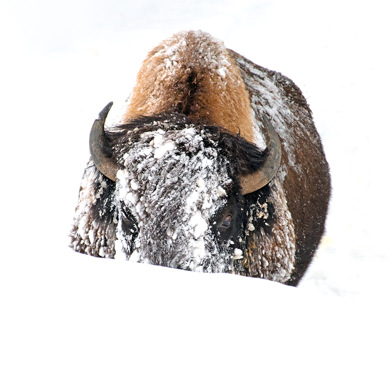 Buffalo Winter X 33x33.jpg :: $700