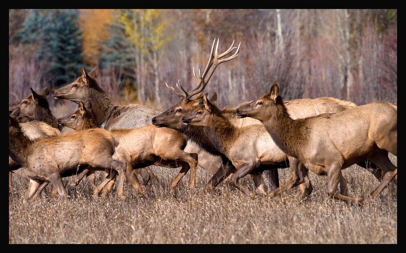 Elk Flight I 26x43.jpg :: $700