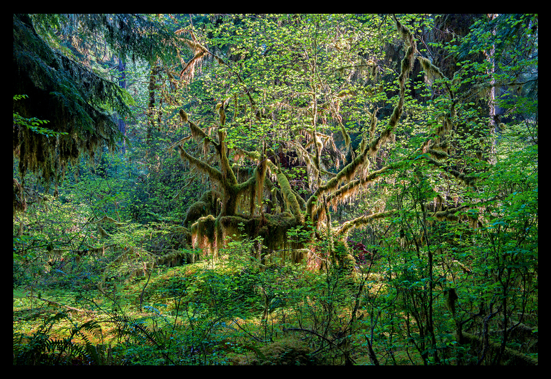 Hoh Rainforest VII  255x38.jpg :: $750