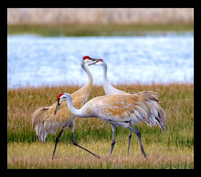Sandhill Crane Trio I 20x23.jpg :: $400