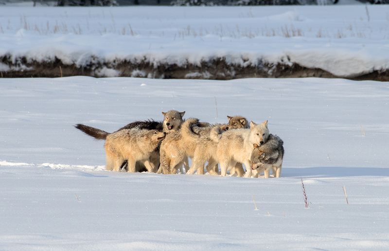 Wolf Pack I 24x37.jpg :: $600