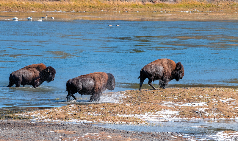 Yellowstone River Buffalo II.jpg :: Catalogue No. 1856

Size 32x54 on Canvas or Art Paper