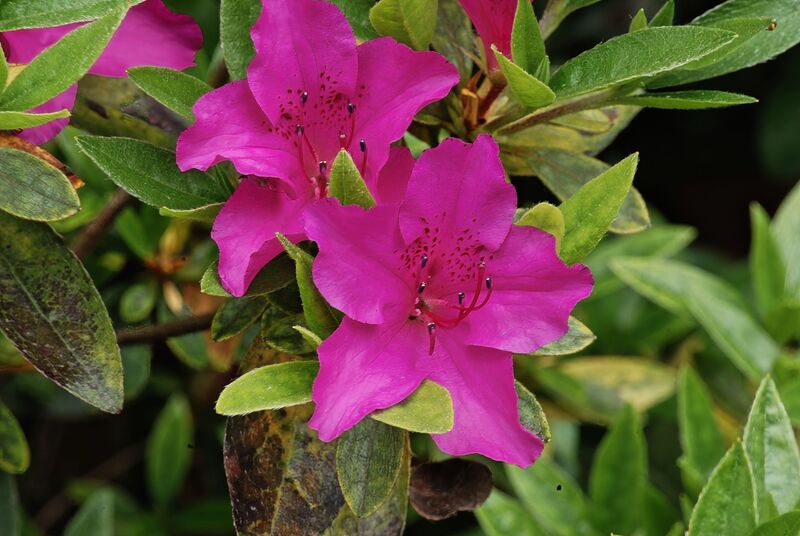 DC 08-0152-008.jpg :: Azalea 'Blue Danube' is loved for its violet blue, spring flowers which have purple and red spotting within. The flowers measure approximately 40-45mm wide. Photo taken 29/04/2011