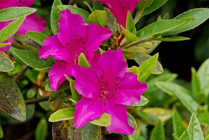 DC 08-0152-009.jpg :: Azalea 'Blue Danube' is loved for its violet blue, spring flowers which have purple and red spotting within. The flowers measure approximately 40-45mm wide. Photo taken 29/04/2011