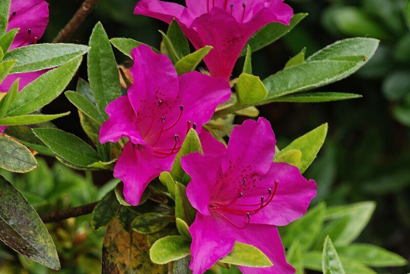 DC 08-0152-010.jpg :: Azalea 'Blue Danube' is loved for its violet blue, spring flowers which have purple and red spotting within. The flowers measure approximately 40-45mm wide. Photo taken 29/04/2011