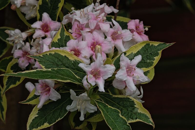 DC 08-0152-012.jpg :: Weigela florida Kosteri Variegata. Deciduous. One of the best variegated foliage shrubs. Pink tubular flowers in May and June. Photo taken 29/04/2011