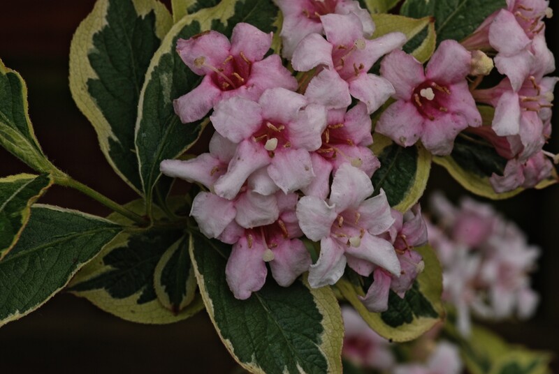 DC 08-0152-013.jpg :: Weigela florida Kosteri Variegata. Deciduous. One of the best variegated foliage shrubs. Pink tubular flowers in May and June. Photo taken 29/04/2011