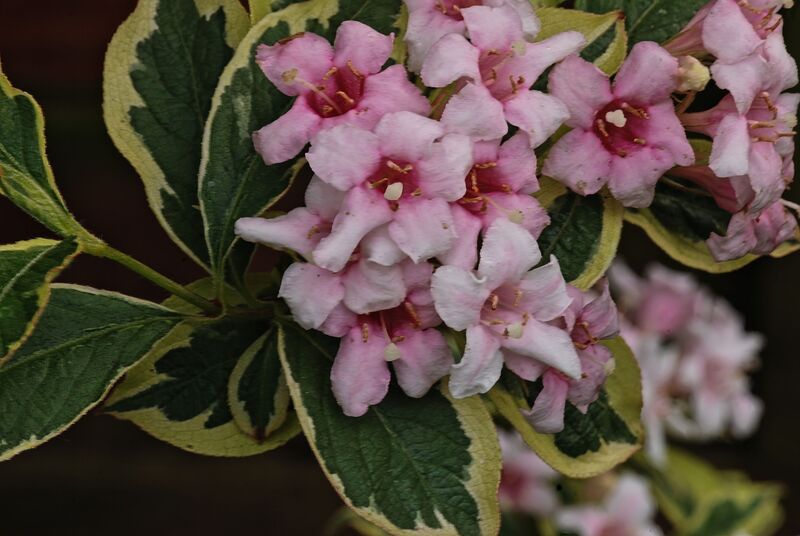 DC 08-0152-014.jpg :: Weigela florida Kosteri Variegata. Deciduous. One of the best variegated foliage shrubs. Pink tubular flowers in May and June. Photo taken 29/04/2011