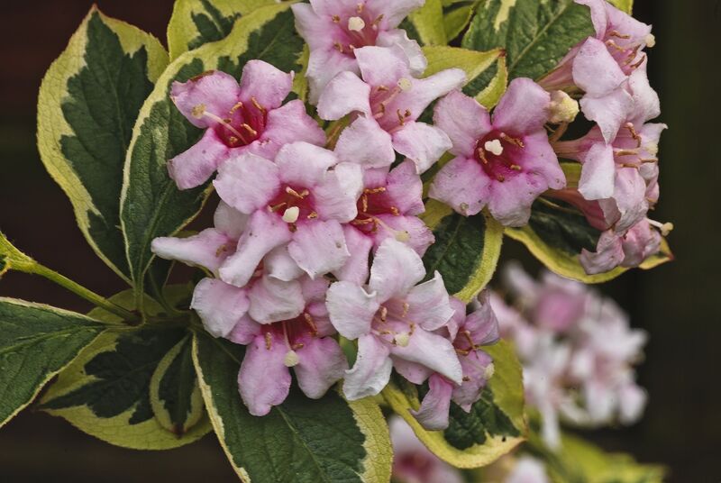 DC 08-0152-015.jpg :: Weigela florida Kosteri Variegata. Deciduous. One of the best variegated foliage shrubs. Pink tubular flowers in May and June. Photo taken 29/04/2011