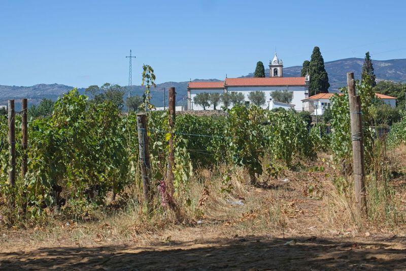DC 22-0766-074.jpg :: Saga Douro River Cruise, Fundação da Casa de Mateus: The Mateus Palace, also known as the Solar de Mateus and Casa de Mateus, is located in the parish of Mateus, municipality of Vila Real, District of Vila Real. The leafy garden that surrounds the manor, in addition to its water mirror and boxwood areas. The old church hidden by vineyards by Mateus Palace. Photo taken 30/08/2022