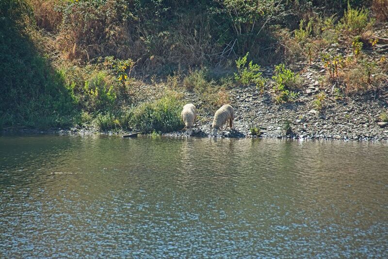 DC 22-0790-003.jpg :: Saga Douro River Cruise, Pinhao to Barca d'Alva: Cruising on board the MS Douro Spirit following the shoreline of the River Douro on the approach to Pocinho Dam Lock. Barbados Sheep drinking from the river. Photo taken 31/08/2022
